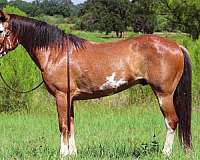 flashy-draft-horse