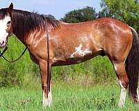 family-draft-horse