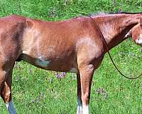 trail-draft-horse