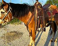 gentle-draft-horse