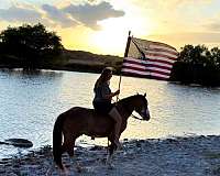 ranch-draft-horse