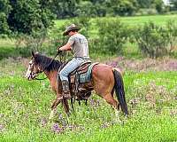 athletic-draft-horse