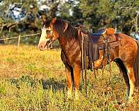 cross-draft-horse