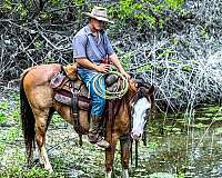 lesson-draft-horse