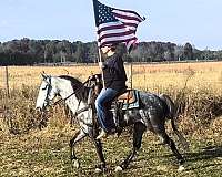 flashy-tennessee-walking-horse