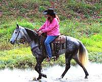 gaited-tennessee-walking-horse