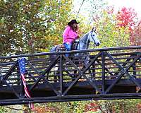 family-tennessee-walking-horse