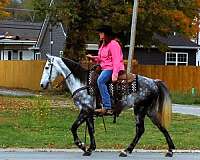 trail-tennessee-walking-horse