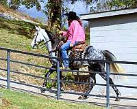 husband-safe-tennessee-walking-horse