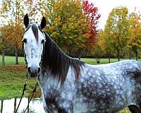 athletic-tennessee-walking-horse