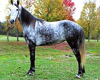 breeding-tennessee-walking-horse