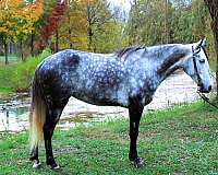 dappled-tennessee-walking-horse