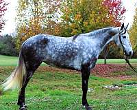 experienced-tennessee-walking-horse