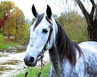 horsemanship-tennessee-walking-horse