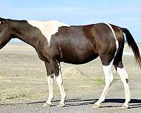 tobiano-see-pics-horse