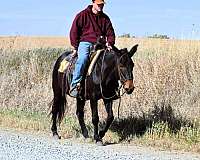 brown-see-pics-horse