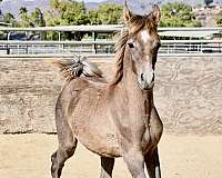 star-small-sock-horse