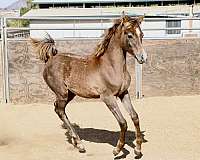 grey-star-small-sock-horse