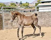 barrel-racing-arabian-horse