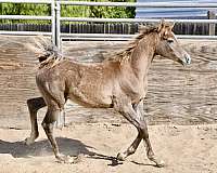 breeding-arabian-horse