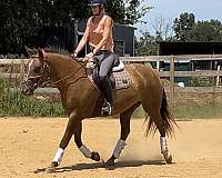 liver-chestnut-stripe-spots-horse