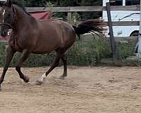 even-appaloosa-horse