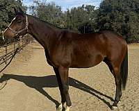 bay-thoroughbred-gelding