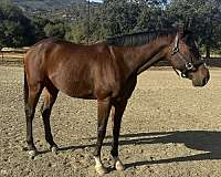 bay-gelding-for-sale