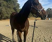 16-hand-thoroughbred-gelding