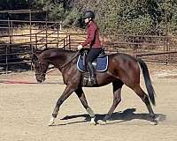 16-hand-thoroughbred-horse