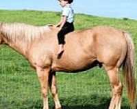 palomino-see-pics-horse