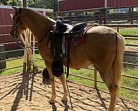 chestnut-palomino-gelding-for-sale