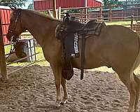 chestnut-palomino-peruvian-paso-gelding