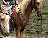 chestnut-palomino-paso-fino-for-sale