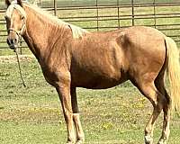 chestnut-palomino-paso-fino-gelding