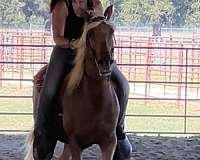 chestnut-palomino-beginner-trail-horse