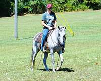 grey-see-pics-horse