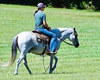 family-paso-fino-horse