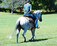 trail-paso-fino-horse