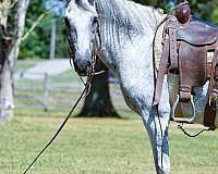 gaited-paso-fino-horse