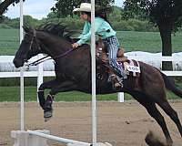 pole-quarter-horse