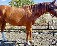 sorrel-see-pics-horse