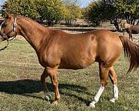 family-quarter-horse