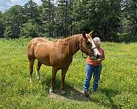 trail-quarter-horse