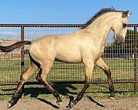 champion-lusitano-horse