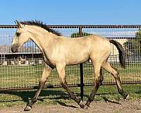 dressage-lusitano-horse