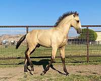 english-pleasure-lusitano-horse