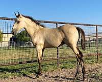 equitation-lusitano-horse