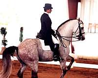 eventing-lusitano-horse