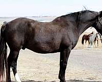 flashy-percheron-horse